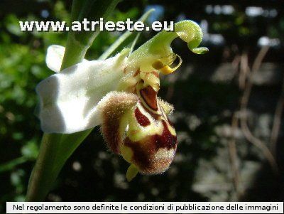 029 Ophrys apifera.jpg