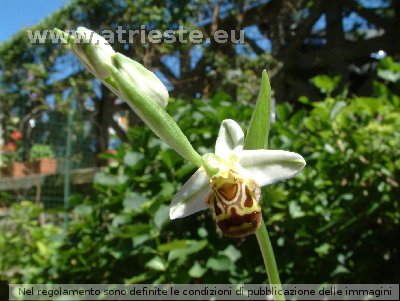 025 Ophrys apifera.jpg