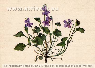 violariviniana.jpg