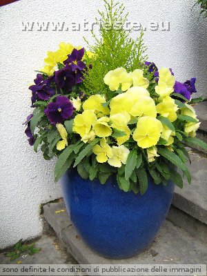 Irlanda 2008 giugno 048.jpg