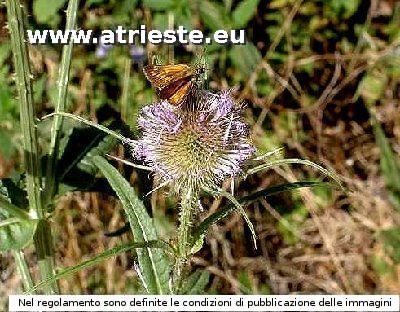 Ochlodes venatus<br /><br />Foto : <br />LocalitÃ : Raute (Rovte). <br />Data: 5 luglio 2003.