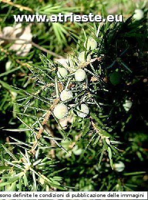 Ginepro (Juniperus communis)<br /><br />Foto:<br />Autore: Sergio Drasco<br />Localit: Opicina<br />Data: 25 maggio 2003