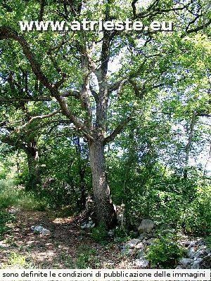 Farnia (Quercus robur) (?)<br /><br />Foto<br />Autore: Sergio Drasco<br />LocalitÃ : Basovizza<br />Data: 24 maggio 2003
