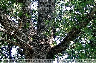 Farnia (Quercus robur) (?)<br /><br />(particolare della stessa foto)<br /><br />Foto<br />Autore: Sergio Drasco<br />LocalitÃ : Basovizza<br />Data: 24 maggio 2003