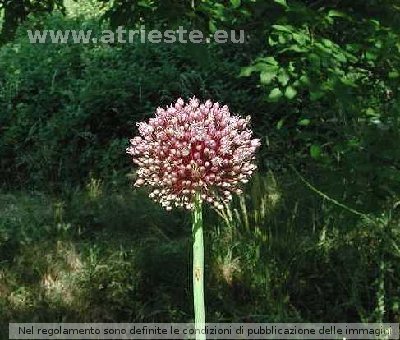 Allium globosum<br /><br />Foto:<br />LocalitÃ : S.Giuseppe della Chiusa - Ricmanje.<br />Data: 8 giugno 2003.