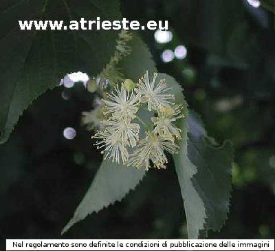 Tiglio o Lipa (Tilia parvifolia)<br /><br />Foto:<br />LocalitÃ : S.Giuseppe della Chiusa - Ricmanje.<br />Data: 8 giugno 2003.