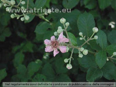 More de spin - Robida (Rubus caesius)<br /><br />Foto:<br />LocalitÃ : S.Giuseppe della Chiusa - Ricmanje.<br />Data: 8 giugno 2003.