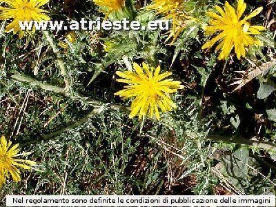 Scolymus hispanicus<br /><br />Foto:<br />LocalitÃ : Raute - Rovte.<br />Data: 5 luglio 2003.