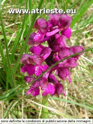 Orchidee del Concusso<br /><br />Foto:<br />Autore: Babatriestina<br />LocalitÃ : Monte Concusso