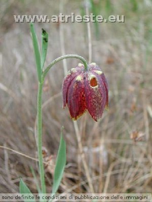 Fritillaria (Fritillaria meleagris)<br /><br />Foto:<br />Autore: Babatriestina<br />LocalitÃ : Monte Concusso