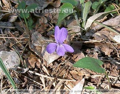 Viola selvatica, Violetta<br /><br />Foto:<br />LocalitÃ : Bosco sopra la cava Scoria.<br />Data: 25 aprile 2004.