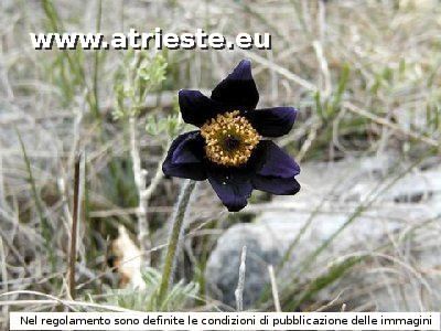 Anemone pulsatilla (Anemone montana Hoppe)<br /><br />Foto:<br />Autore: Andrea.<br />LocalitÃ : San Lorenzo (sopra la Val Rosandra)<br />Data: 28 marzo 2004.