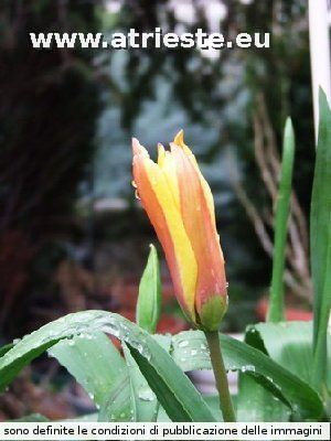 027 tulipano.JPG