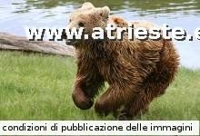 400px-Brown_bear_(Ursus_arctos_arctos)_running[1].jpg