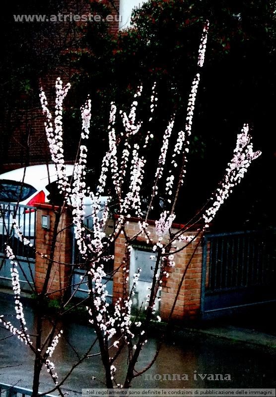 l'albicocco in fiore sotto la pioggia