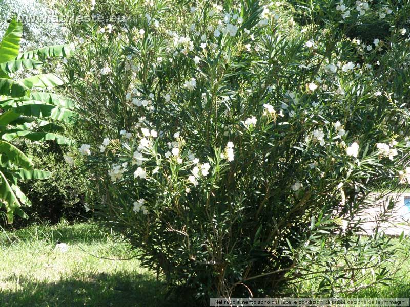 Arbusto di oleandro bianco