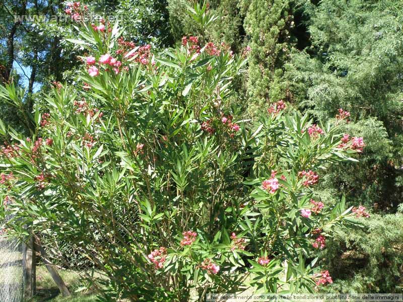 Pianta di oleandro dai fiori rosa
