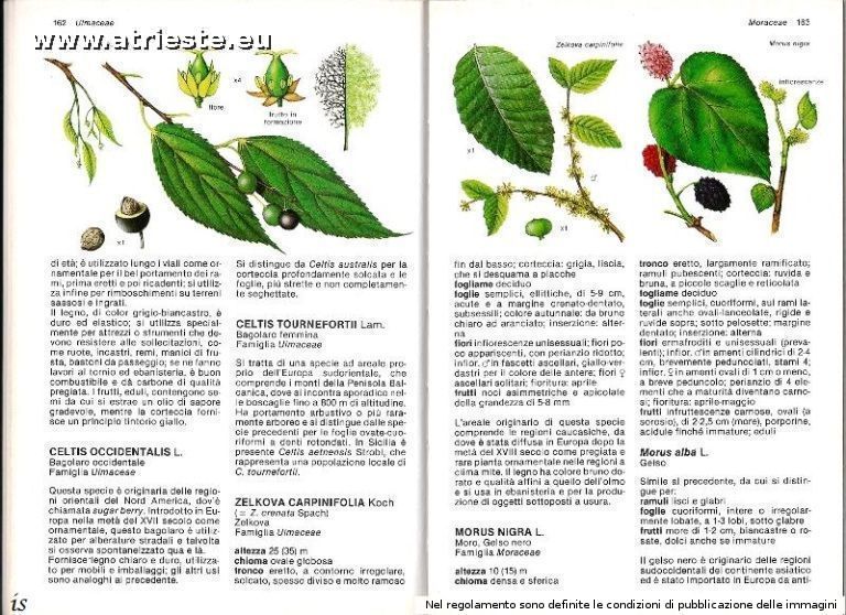 mondadori 1983, Guida al riconoscimento alberi europa