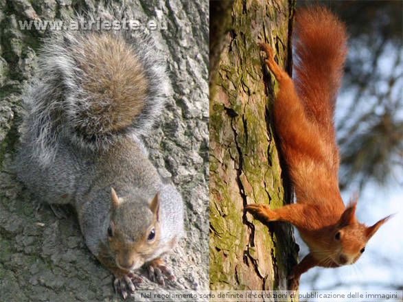 European-red-squirrel---pho.jpg