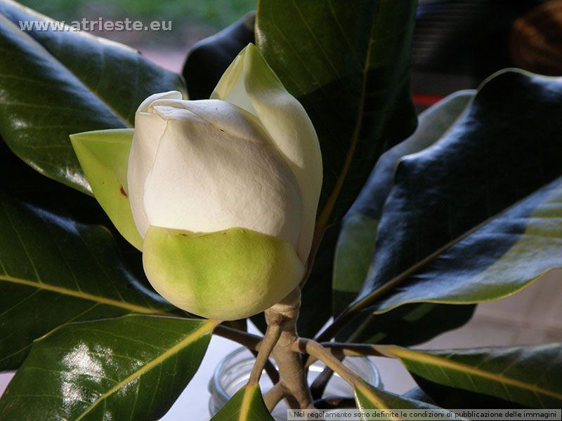 Magnolia Grandiflora, Argentina centrale