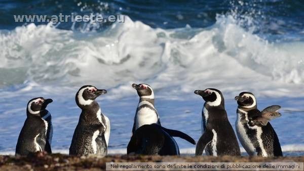 Pingüinos 3.jpg
