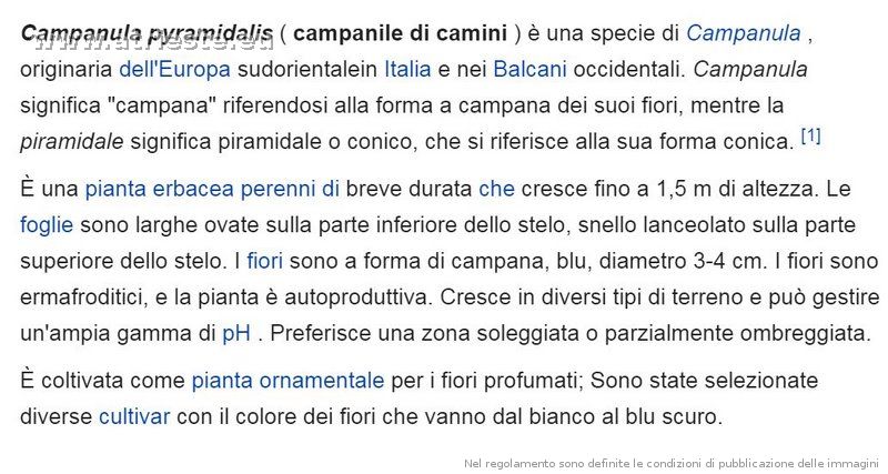 campanula pyramidalis da wikipedia.JPG