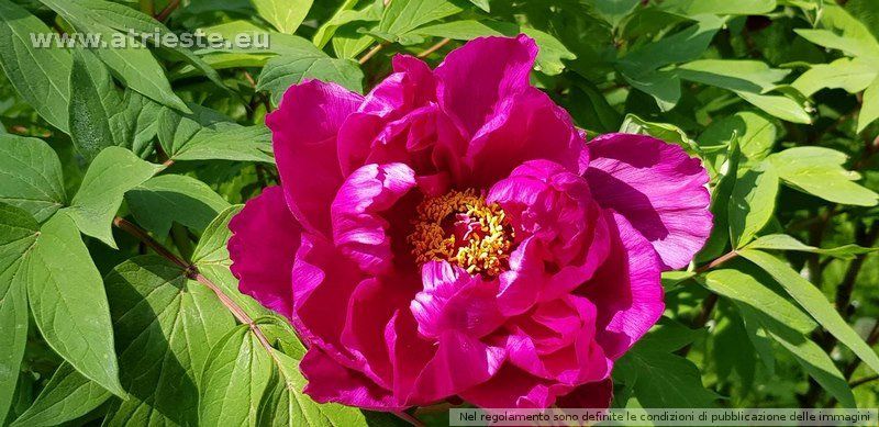 Peonie