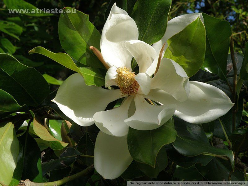 Fiore di magnolia