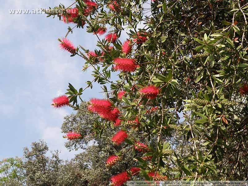 Callistemon.