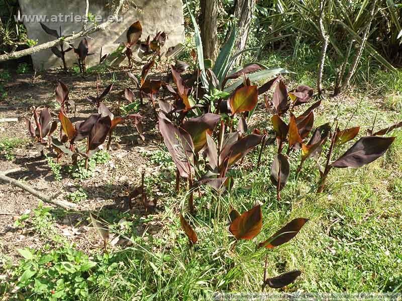 Rispunta la Canna Indica.