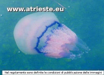 292 una medusa.jpg