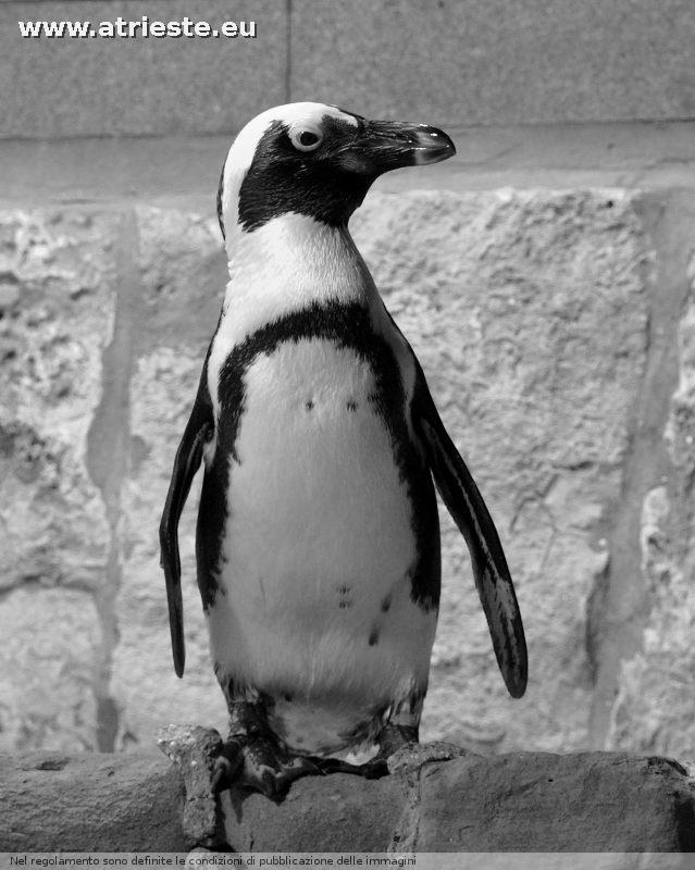 Il Pinguino Marco -