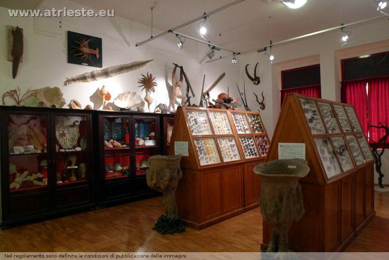 www.atrieste.eu_foto_a002_museits_storianaturale006.jpg