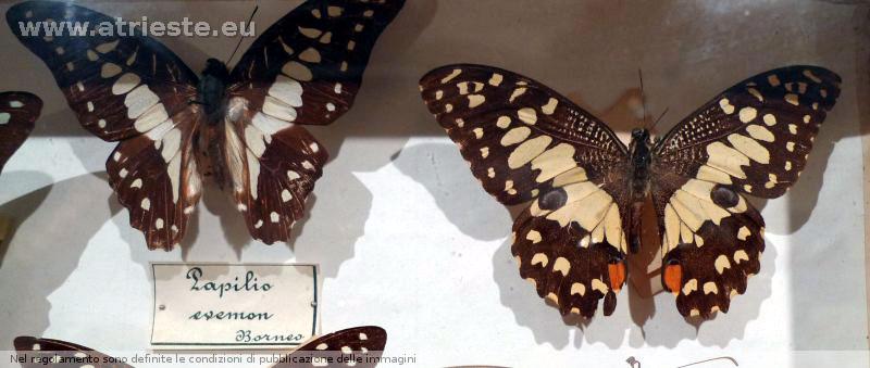 www.atrieste.eu_foto_a002_museits_storianaturale015.jpg
