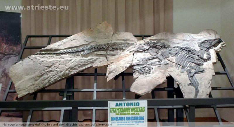 www.atrieste.eu_foto_a002_museits_storianaturale027.jpg