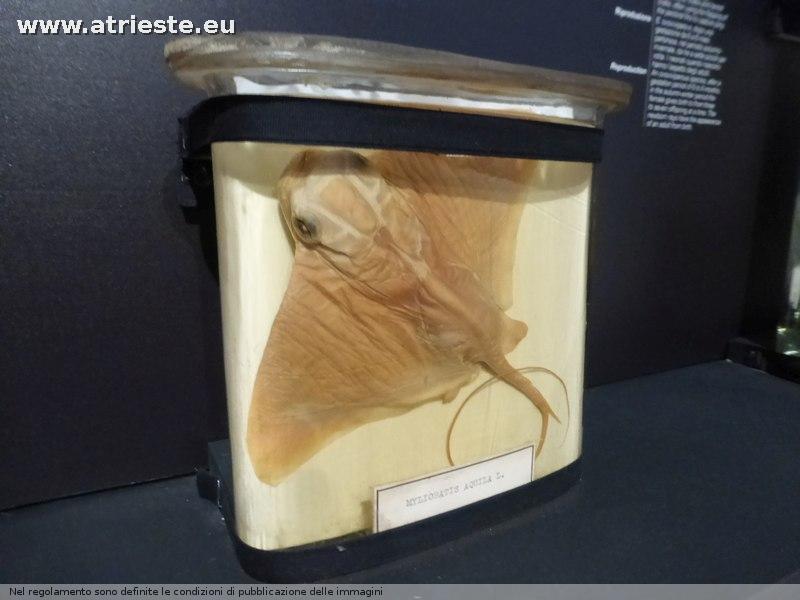 www.atrieste.eu_foto_a002_museitrieste2_museoscienzedic1568.jpg