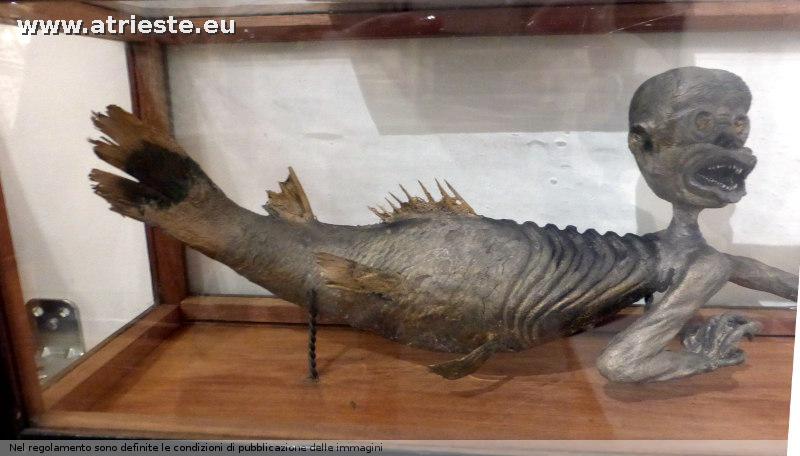 www.atrieste.eu_foto_a002_museitrieste2_museoscienzedic159.jpg