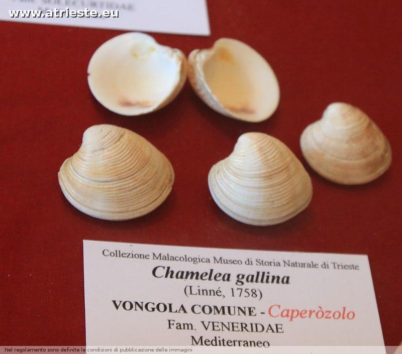 www.atrieste.eu_foto_a002_museitrieste2_museostorianaturale9marzo104.jpg