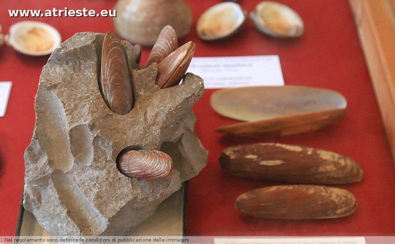 www.atrieste.eu_foto_a002_museitrieste2_museostorianaturale9marzo95.jpg