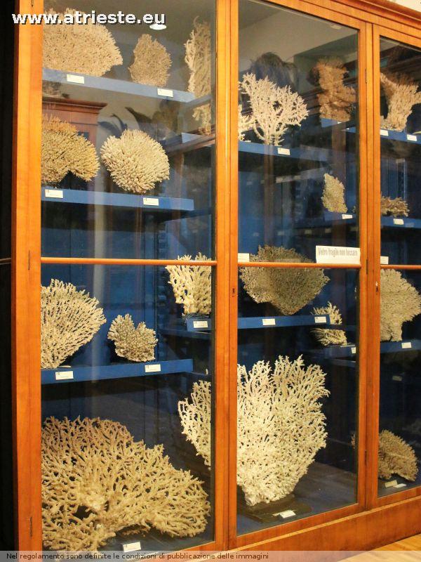 www.atrieste.eu_foto_a002_museostorianaturale_ottobre1henriquezstorianaturale228.jpg