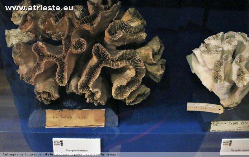 www.atrieste.eu_foto_a002_museostorianaturale_ottobre1henriquezstorianaturale230.jpg