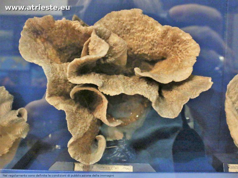 www.atrieste.eu_foto_a002_museostorianaturale_ottobre1henriquezstorianaturale232.jpg