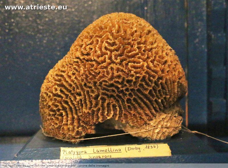www.atrieste.eu_foto_a002_museostorianaturale_ottobre1henriquezstorianaturale237.jpg