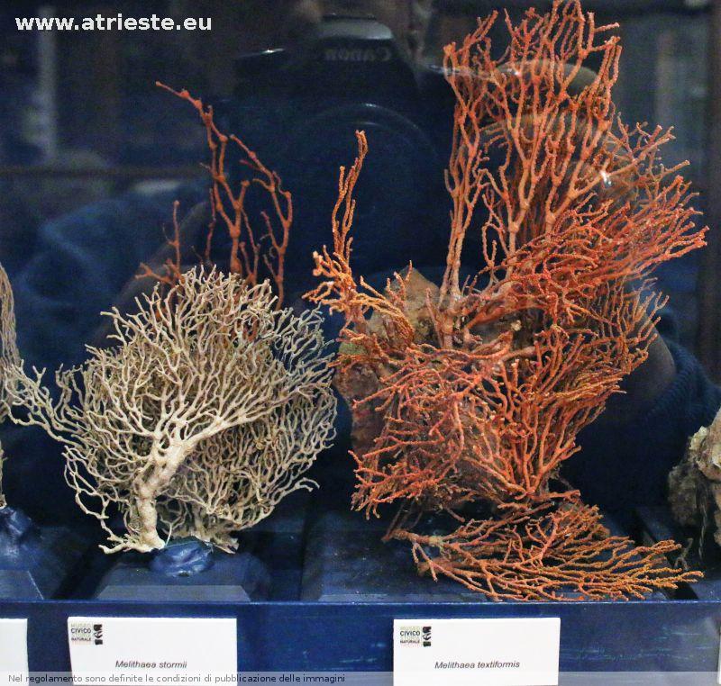 www.atrieste.eu_foto_a002_museostorianaturale_ottobre1henriquezstorianaturale244.jpg