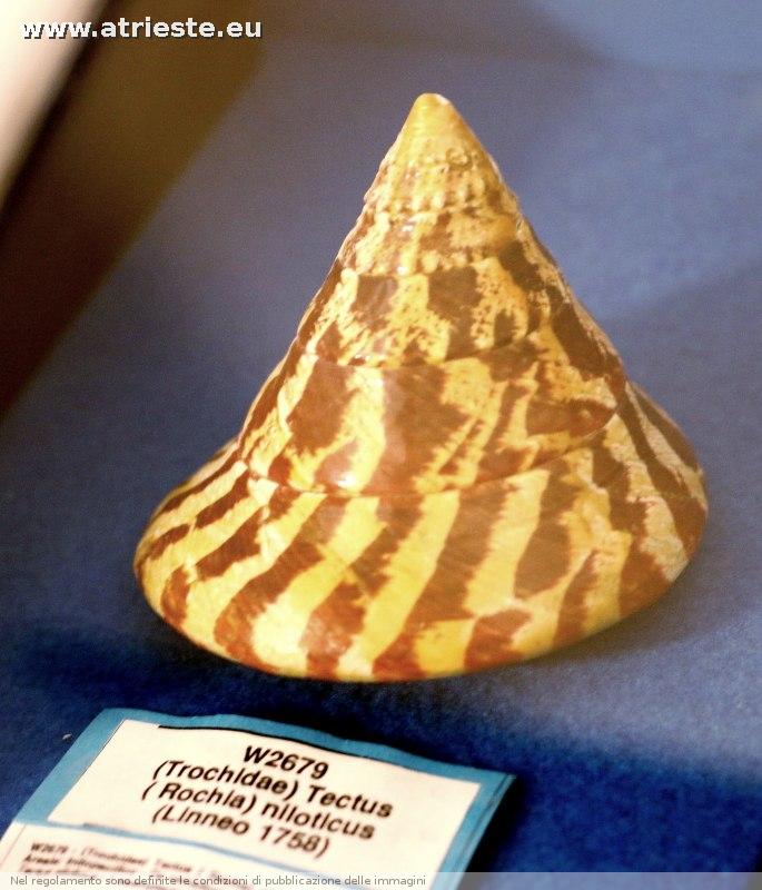 www.atrieste.eu_foto_a002_museostorianaturale_storianaturalemarzo17125.jpg