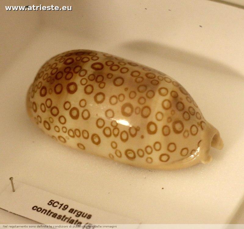 www.atrieste.eu_foto_a002_museostorianaturale_storianaturalemarzo17138.jpg