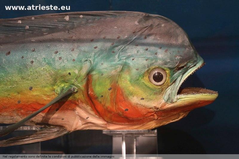 www.atrieste.eu_foto_a002_museostorianaturale_storianaturalemarzo17173.jpg