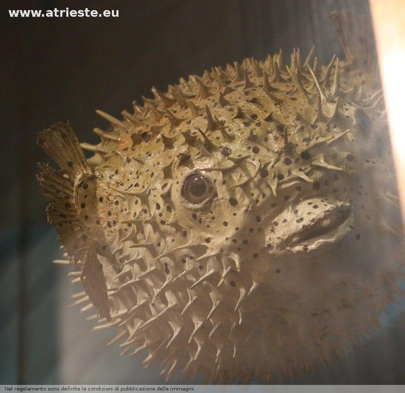 Pesce palla