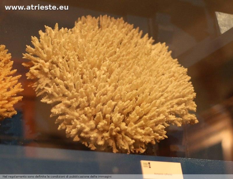 www.atrieste.eu_foto_a002_museostorianaturale_storianaturalemarzo17237.jpg