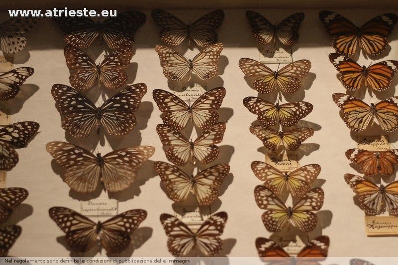 www.atrieste.eu_foto_a002_museostorianaturale_storianaturalemarzo1734.jpg